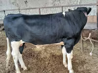 Lembu jantan, Russian Black pied cattle — foto 3