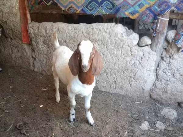 Buk, Boer goat