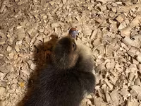 مسکوی خانگی — عکس 3
