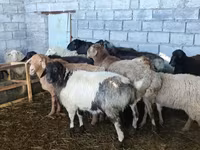 Schaf, Schafe — Foto 6