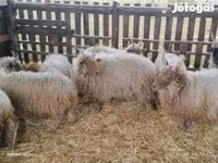 Vædder, Racka sheep — foto 2