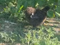 Silkie — foto 6