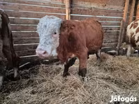 Bulle, Limousin-Kuh — Foto 3