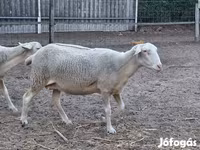 Ոչխար, Lacaune sheep — լուսանկար 5