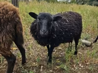 میش, Ouessant sheep — عکس 4