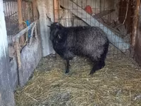 Schaf, Ile-de-France sheep — Foto 1