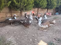 Ducks — عکس 2