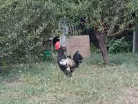 Chickens — fotografija 1