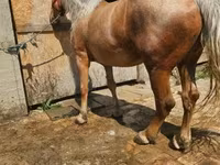 Kuda betina, Horses — foto 7