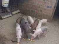 Babi jantan, Pigs — foto 1