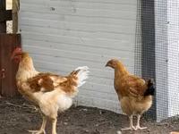 Chickens — 写真 3