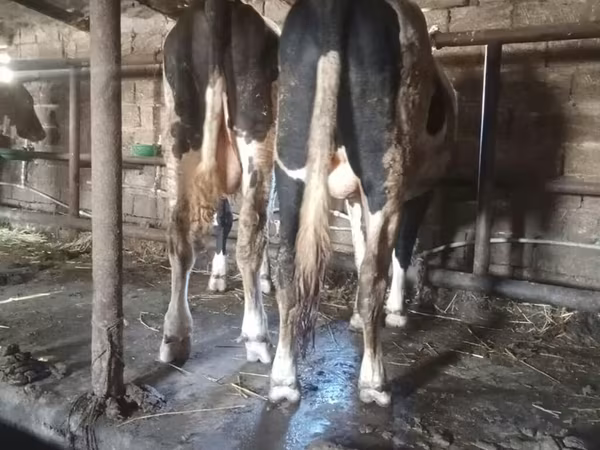 Bull, Red-spotted breed — Azerbaijan