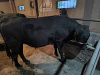 Toro, Bovini — foto 3
