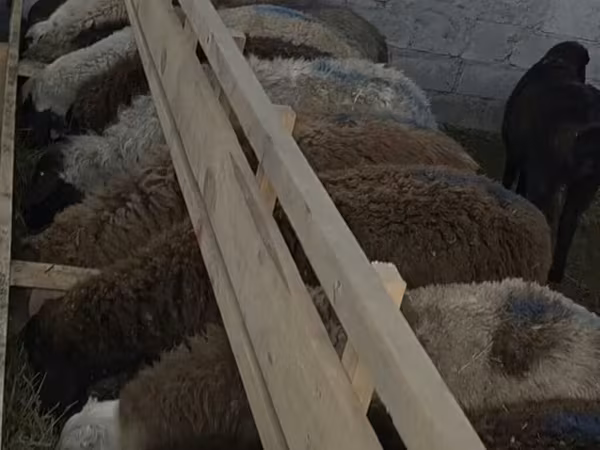 Ram, Arashan sheep — Kyrgyzstan