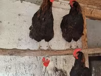 Chickens — 사진 6