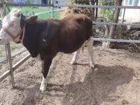 Tyre, Simmental cattle — foto 6