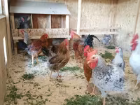 Chickens — Foto 1