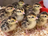 Quails — تصویر 2