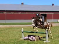 اسب نر, Pinto horses — عکس 2