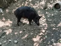 แม่สุกร, หมู — รูปภาพ 2