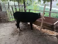 Bovine (lot, sex nespecificat), Bovine — foto 1