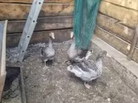 Geese — ảnh 2