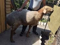 Kambing jantan, Sheep — foto 8