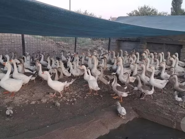 Geese