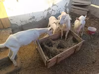 Ziege, Saanen goat — Foto 7