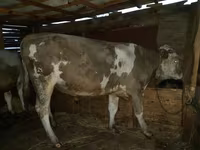 Býk, Simmental cattle — foto 2