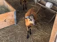 قوچ, Cameroon sheep — عکس 6