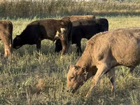 Touro, Swiss cattle — foto 7