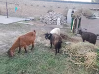 بز ماده, بز — عکس 7