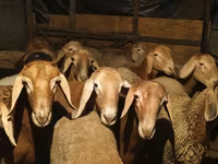Ram, Arashan sheep — photo 1