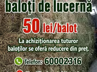 Vînd baloți de lucerna — foto 5