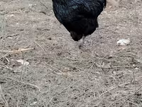 Chickens — புகைப்படம் 7