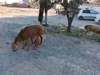 Kambing betina, Sheep — foto 3