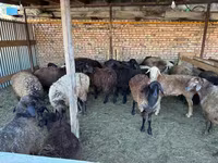 Kambing jantan, Sheep — foto 6