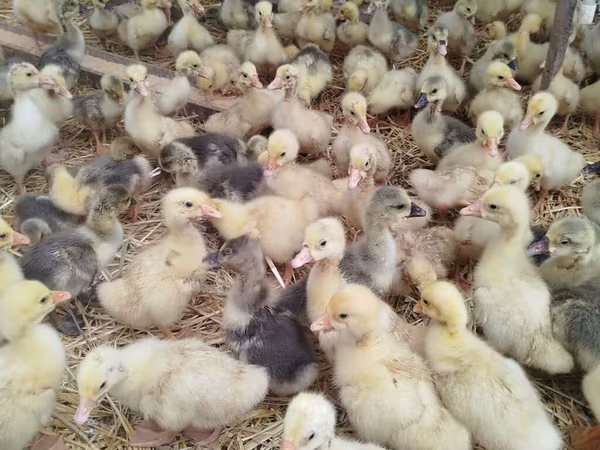 Geese