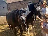 Kůň, Nonius horse — foto 8
