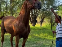 مادیان, Skyros Pony — عکس 2