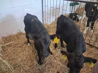 Býk, Simmental cattle — foto 4