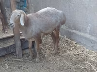 แกะตัวเมีย, Arashan sheep — รูปภาพ 2