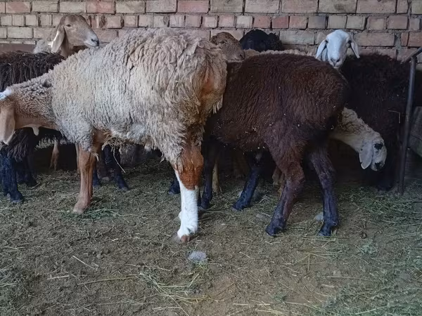 Ovce, Ovce
