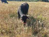 İnek, Sığır — foto 3