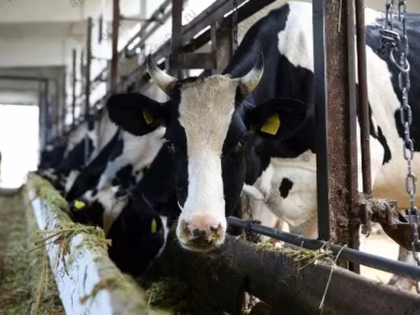 Bull, Holstein breed
