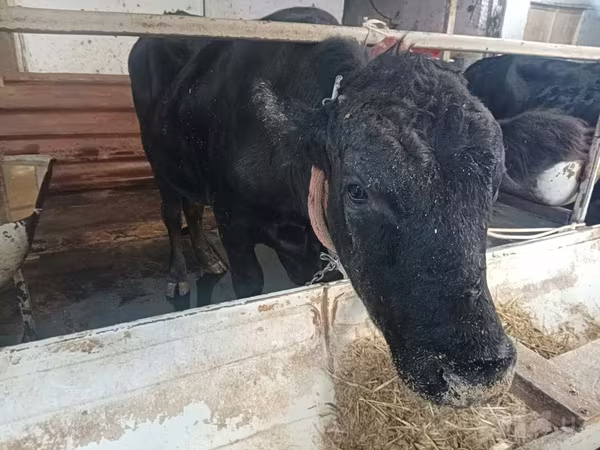 Bovini (lotto, sesso non specificato), Aberdeen Angus