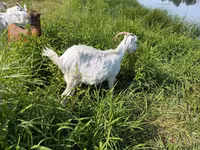 ፍየል, LaMancha goats — ፎቶ 2