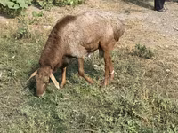 Domba jantan, Hissar sheep — foto 3
