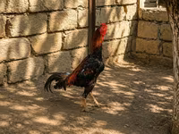 Plymouth Rock — sawirka 3